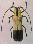  Hilaroleopsis pluricostata