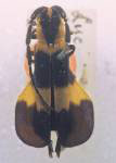  Icupima laevipennis