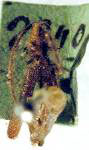  Ischnophygas telephoroides