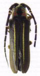  Isomerida sergioi