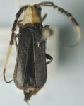  Itumbiara picticornis
