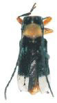  Kuatinga bicolor