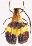  Lycidola expansa