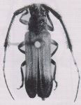 Malacoscylus cirratus (Germar 1824)
