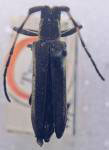  Mexicoscylus bivittatus