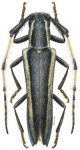  Mexicoscylus rosae