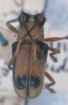  Ochromima megalopoides