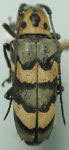  Oedudes bifasciata