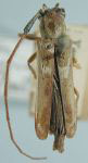  Phoebe spegazzinii