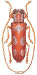  Phoebemima albomaculata