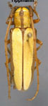  Phoebemima ensifera