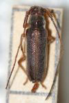  Piampatara proseni