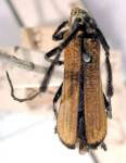  Poticuara exilis