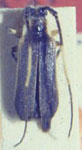  Sybaguasu subcarinatus