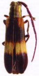  Tyrinthia colombiana