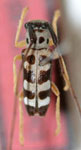  Zeale dubia