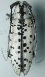  Deliathis nivea  