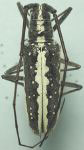  Neoptychodes candidus