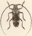  Plagiohammus nitidus