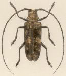  Plagiohammus rubefactus