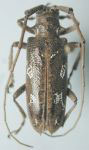  Plagiohammus spinipennis