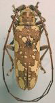  Plagiohammus thiodes