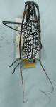  Ptychodes taeniotoides taeniotoides
