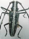  Taeniotes insularis insularis