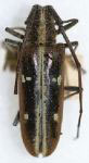  Taeniotes iridescens