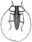  Taeniotes leucogrammus leucogrammus