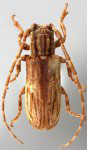 Bacuris sexvittatus (Bates, 1865: 181)