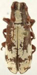  Clavidesmus lichenigera