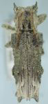  Ecthoea quadricornis