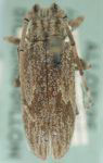  Hesychotypa subfasciata