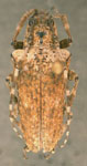 Hypsioma gibbera Audinet-Serville 1835