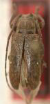  Sternycha diasi