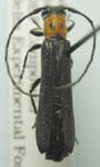  Oberea (Oberea) affinis