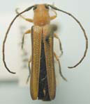  Oberea (Oberea) gracilis