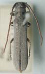  Oberea (Oberea) oculaticollis