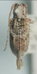  Callipogonius hircinus