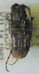  Ecyrus ciliatus