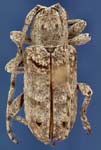  Ecyrus dasycerus floridanus