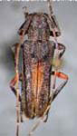  Lypsimena nodipennis