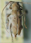  Lypsimena tomentosa
