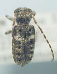  Pogonocherus (Pogonocherus) penicillatus