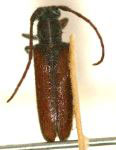  Anobrium fraterculum