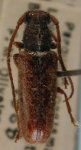  Anobrium luridum