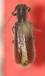  Anobrium punctatum