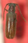  Anobrium simplicis