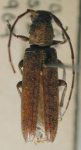  Ataxia acutipennis